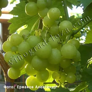 Сорт винограда Прима Украины фото и описание