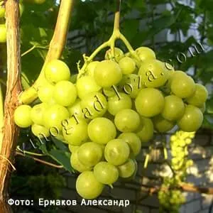 Виноград Прима Украины описание сорта фото отзывы