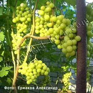 Сорт винограда Прима Украины купить саженцы в Украине фото
