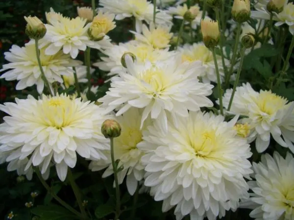 Белые хризантемы: фото и описание сортов. Хризантемы белые фото. 3