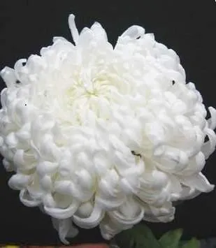Белые хризантемы: фото и описание сортов. Хризантемы белые фото. 11