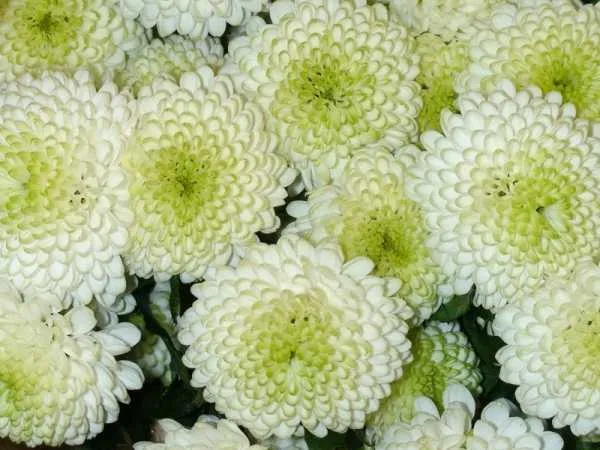 Белые хризантемы: значение, происхождение, фото