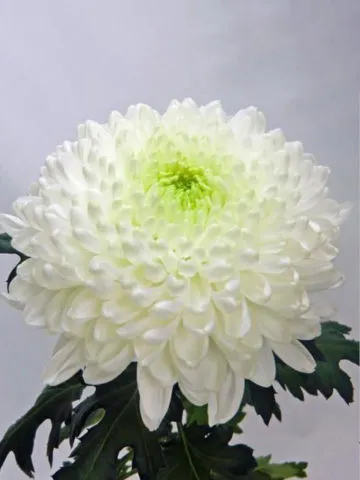 Белые хризантемы: фото и описание сортов. Хризантемы белые фото. 7