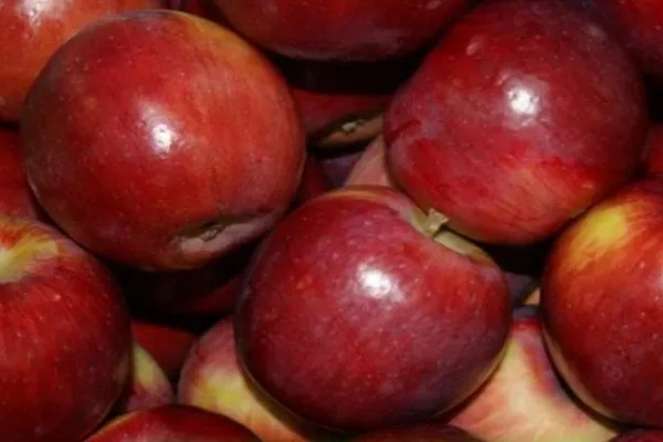 беркутовское яблоня описание