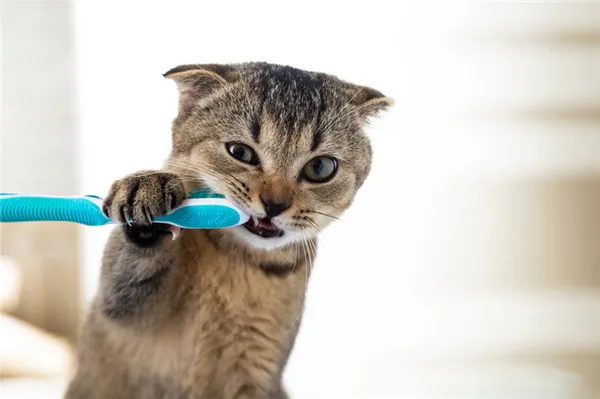 Непосредственно чистка зубов кошке