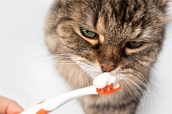 Как происходит чистка зубов кошке