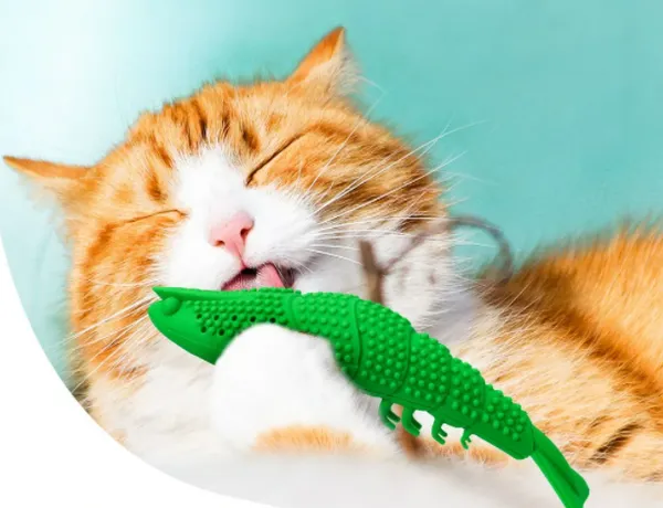 Уход за домашним хищником — чистка зубов у кошки. Зубная паста для кошек. 2