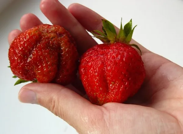 Особенно крупными вырастают ягоды первого урожая сорта «Первоклассница»