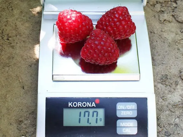 Крупные ягоды сорта Химбо Топ