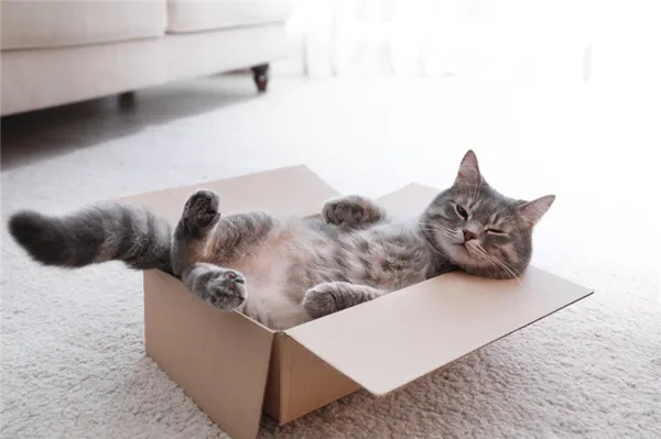 Почему коты любят залезать в коробку 