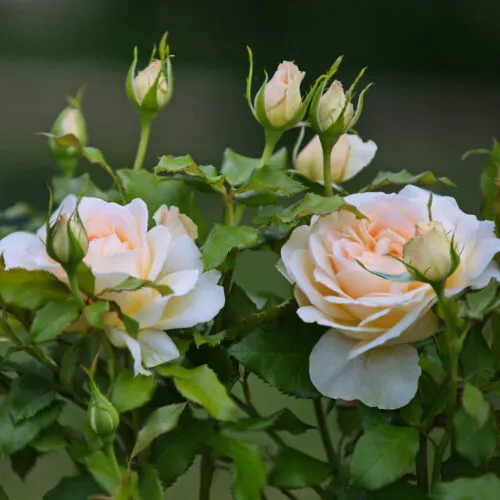 rose Chandos Beauty