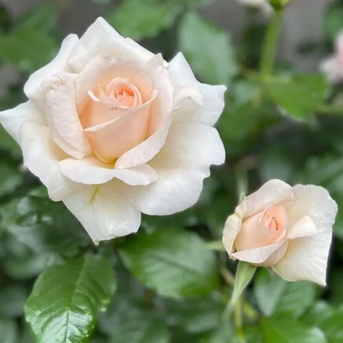 роза Chandos Beauty
