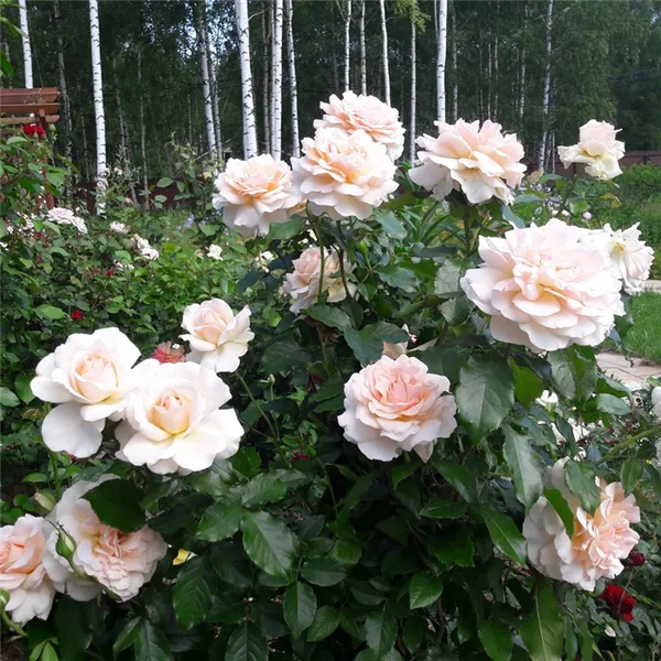 Роза чандос бьюти (chandos beauty)