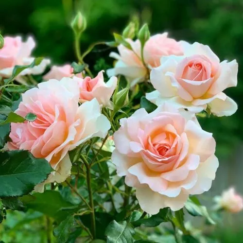 роза Chandos Beauty