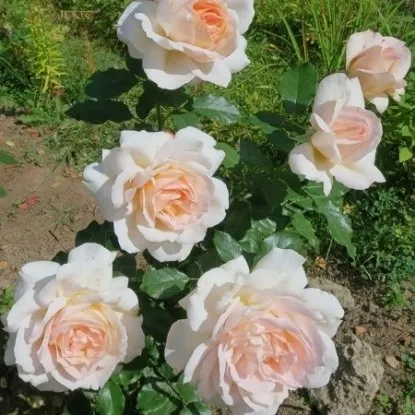роза чандос бьюти фото и описание отзывы