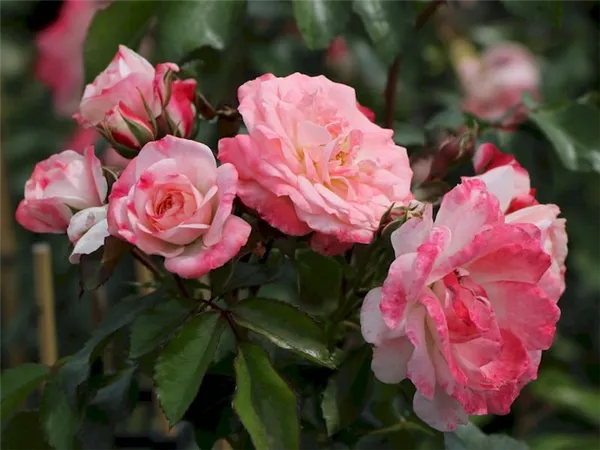 Цветение роз Розенштадт Фрайзинг