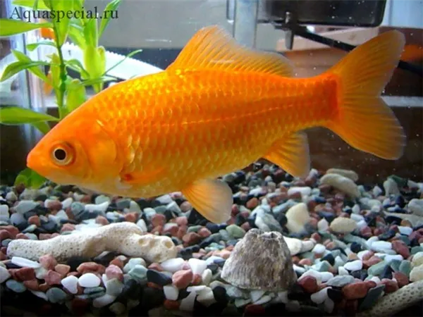Золотые рыбки: виды. Золотая рыбка фото. 3