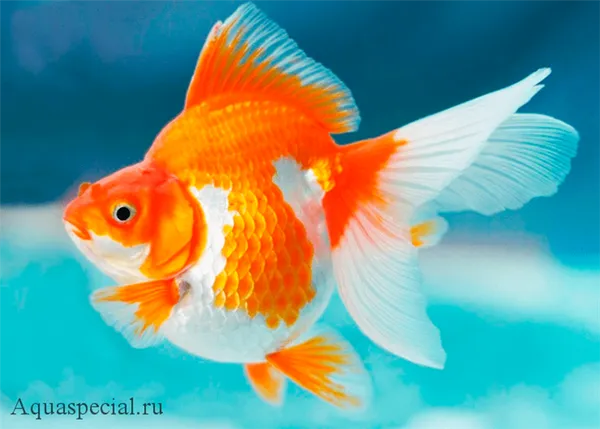 Золотые рыбки: виды. Золотая рыбка фото. 7
