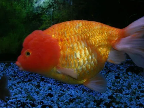 Золотые рыбки: виды. Золотая рыбка фото. 5