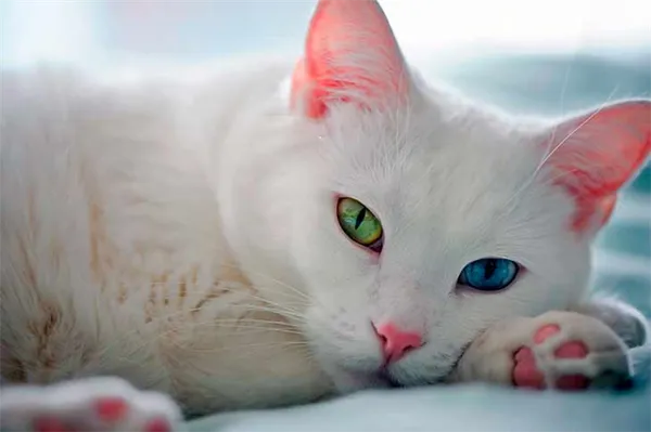 Белая кошка с разными глазами: породы, причины гетерохромии