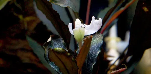 Буцефаландра: нежный цветок родом с Борнео. Буцефаландра в аквариуме. 2