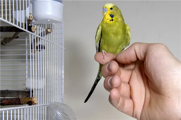Клетки для попугая бывают разных размеров, форм