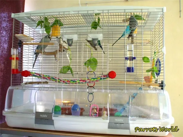 Клетка для волнистого попугая: размеры, форма, расположение