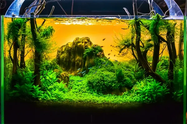 Акваскейп – природный пейзаж в миниатюре