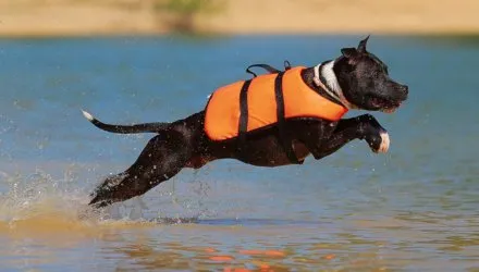 Лучшие водные спасательные жилеты для собак