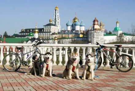 На велосипеде с собаками во Владимир