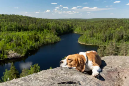 Озеро Треугольное и собака на скале, потрясающий вид на озеро и лес