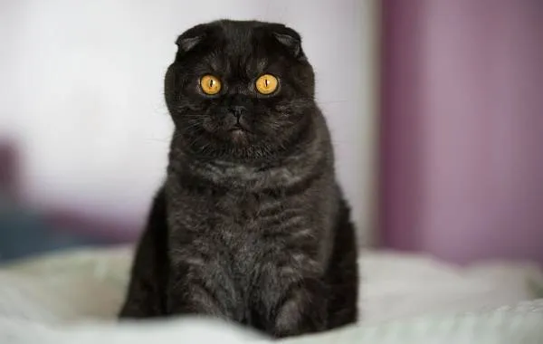 Скоттиш-фолд-кошка-Описание-особенности-виды-характер-уход-и-цена-породы-скоттиш-фолд-5
