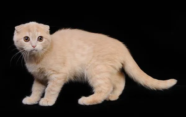 Скоттиш-фолд-кошка-Описание-особенности-виды-характер-уход-и-цена-породы-скоттиш-фолд-9