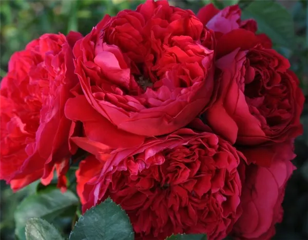 Роза Флорентина (Florentina) — что это за уникальный сорт. Флорентина роза плетистая. 2