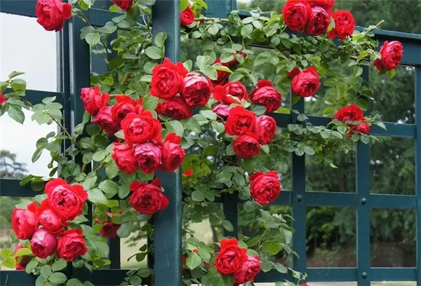 Роза Флорентина (Florentina) — что это за уникальный сорт. Флорентина роза плетистая. 3