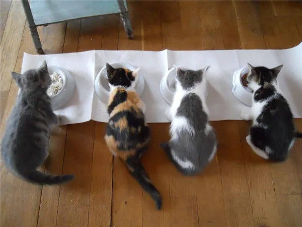 Как понять переедает кошка или недоедает