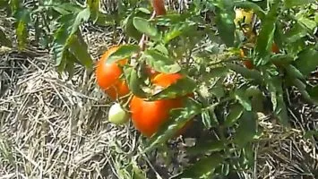 Созревшие помидоры