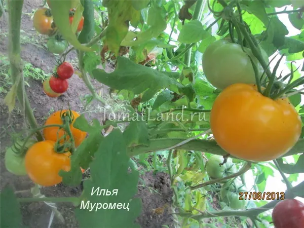 помидоры Илья Муромец фото куста