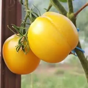 Чем так нравится дачникам томат 