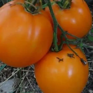 Чем так нравится дачникам томат 