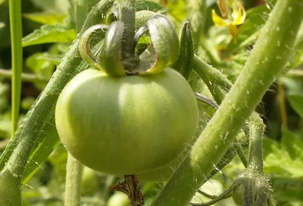 Зеленый томат раннеспелый 83