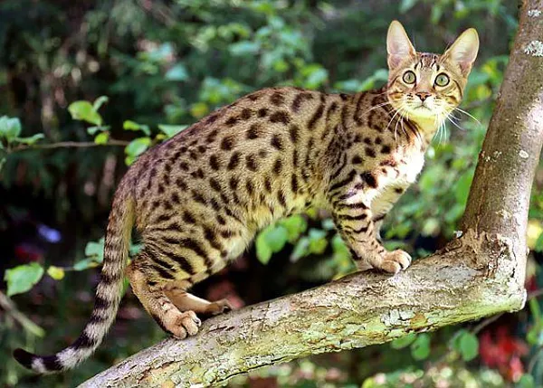 ТОП-10 пород домашних кошек, похожих на рысь: коты с кисточками, гибриды, фото и описание