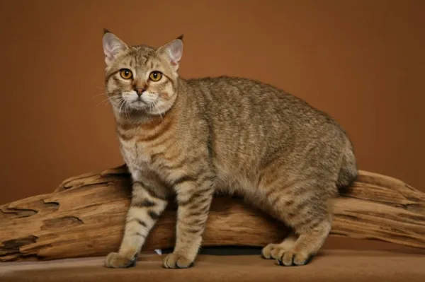 Захотелось экзотики: 4 породы кошек, которые похожи на рысь