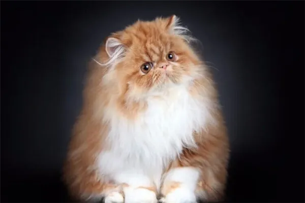 Самые спокойные кошки. Персидская — самая спокойная кошка в мире. Фото.