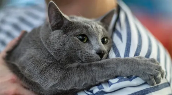 Самые пугливые кошки. Русская голубая — самая пугливая кошка в мире. Фото.