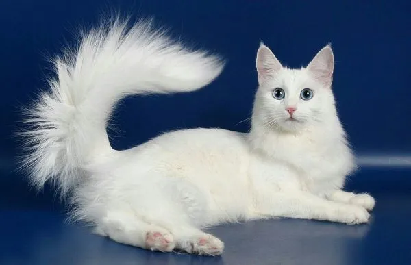 Белая ангорская кошка на синем фоне