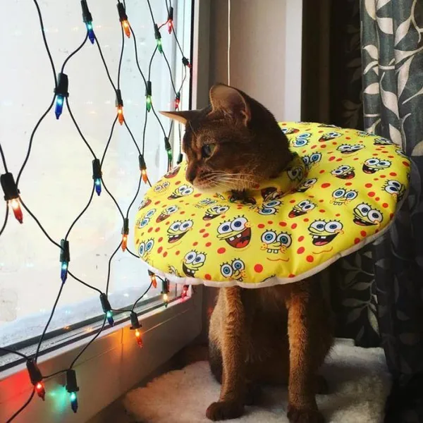 Кот в воротничке на окне