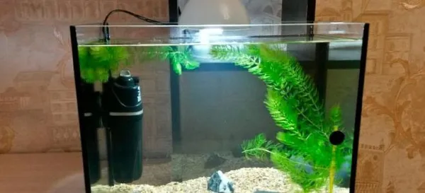 Готовим аквариум на 30 литров: рыбки, растения, оформление, оборудование