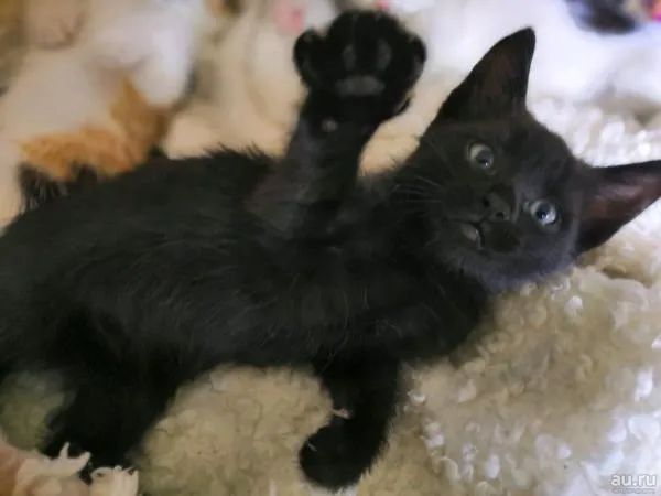 Имена для кошек и котят девочек: редкие и красивые. Как назвать кошку девочку черную, рыжую, белую, серую, трехцветную. Как назвать черно белого котенка мальчика. 12