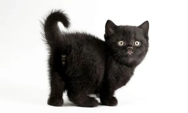 Имена для кошек и котят девочек: редкие и красивые. Как назвать кошку девочку черную, рыжую, белую, серую, трехцветную. Как назвать черно белого котенка мальчика. 3